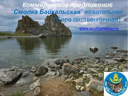 Смолка Байкальская жевательная (Сера лиственничная) www.ecohomeway.ru Коммерческое предложение.