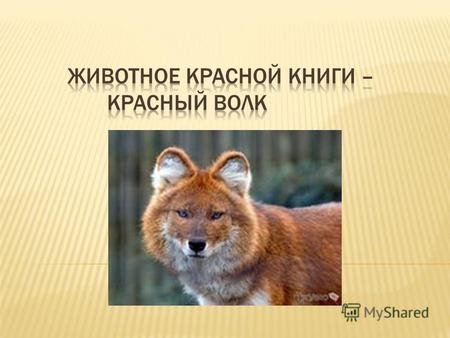 Красный волк хищное млекопитающее семейства псовых; единственный вид рода Cuon. Редкий вид псовых, находящийся под угрозой исчезновения. Не стоит путать.