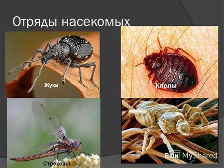 Презентация к уроку по биологии (7 класс) по теме: Презентация по биологии 7 класс Отряды насекомых