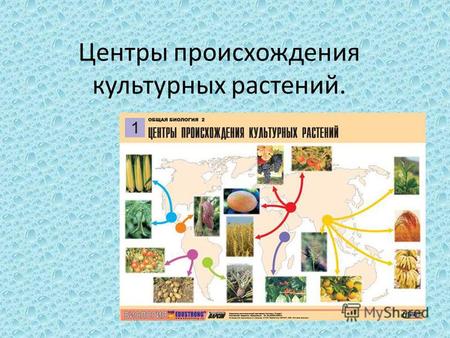 Презентация к уроку по биологии (9 класс) по теме: центры происхождения культурных растений