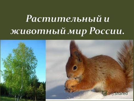 Презентация к уроку по географии (8 класс) по теме: Растительный и животный мир России.