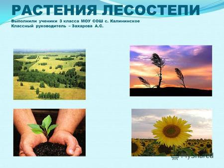 Презентация к уроку по окружающему миру (3 класс) по теме: Презентация Сон трава