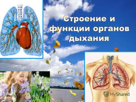 План-конспект урока (биология, 8 класс) по теме: Урок по биологии 8 класс Строение и функции органов дыхания