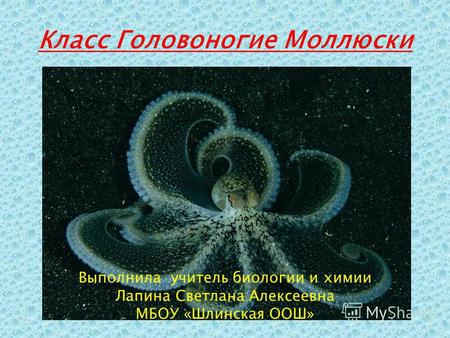 Презентация к уроку по биологии (7 класс) на тему: Презентация по теме Класс Головоногие моллюски.7 класс