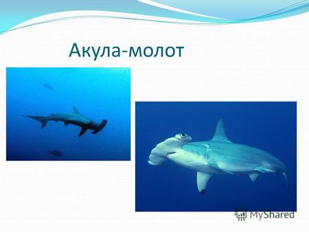 Презентация к уроку биологии (7 класс) по теме: Хрящевые рыбы. Отряд Акулы