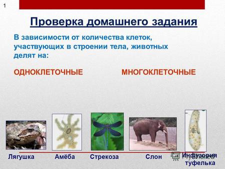 Презентация к уроку по окружающему миру (3 класс) по теме: Презентация к уроку по теме: Животные - живые существа