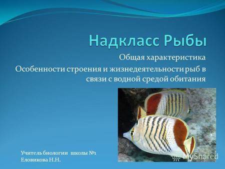 Презентация к уроку по естествознанию (7 класс) на тему: Презентация по теме Внешнее строение рыб