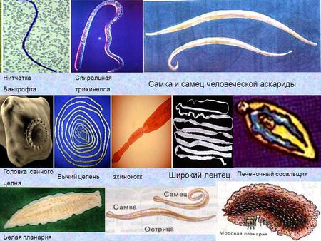 Презентация к уроку биологии (7 класс) на тему: Урок Круглые черви