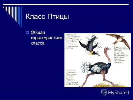 Презентация к уроку по биологии (7 класс) по теме: урок биологии 7 класс Класс Птицы. Общая характеристика