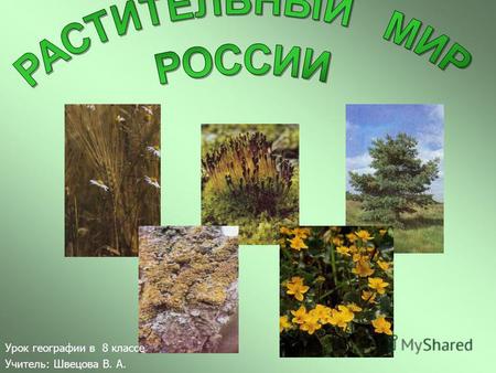 Презентация к уроку по географии (8 класс) по теме: Презентация. Растительный мир России, 8 класс.