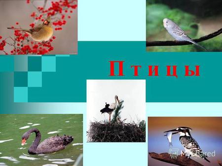 Презентация к уроку по окружающему миру (3 класс) по теме: ПРЕЗЕНТАЦИЯ Птицы к уроку окружающего мира в 3 классе