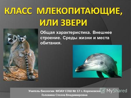 Презентация к уроку по биологии (7 класс) по теме: Презентация к уроку биологии в 7 классе Общая характеристика млекопитающих