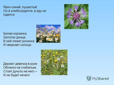 Презентация к уроку по биологии (6 класс) по теме: Строение цветка. 6 класс