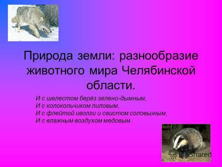 Природа Земли: разнообразие животного мира Челябинской области