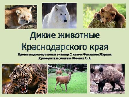 Дикие животные  Краснодарского края