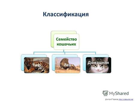 Классификация Дмитрий Тарасов, Семейство кошачьих ТигрЛев Домашняя кошка.