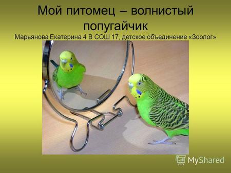 Мой питомец – волнистый попугайчик Марьянова Екатерина 4 В СОШ 17, детское объединение «Зоолог»