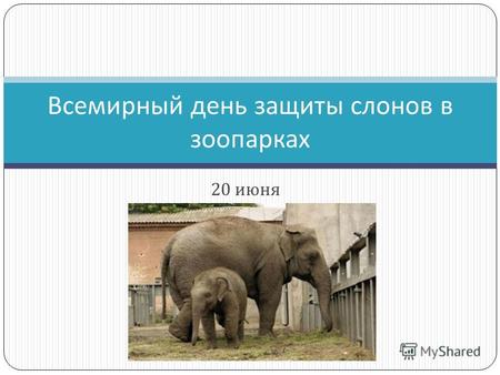 20 июня Всемирный день защиты слонов в зоопарках.