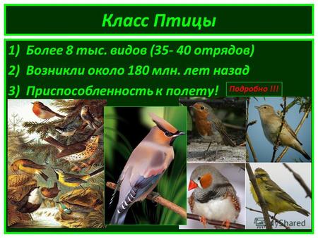 Класс Птицы 1)Более 8 тыс. видов (35- 40 отрядов) 2)Возникли около 180 млн. лет назад 3)Приспособленность к полету! Подробно !!!