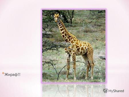 * Жираф!! Жирафы также находятся среди немногих млекопитающих, которые не умеют плавать. Их родная среда обитания африканская саванна к югу от пустыни.