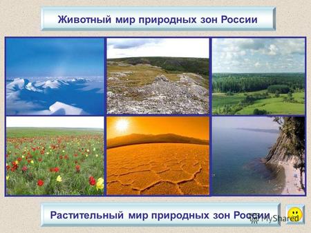 Животный мир природных зон России Растительный мир природных зон России.