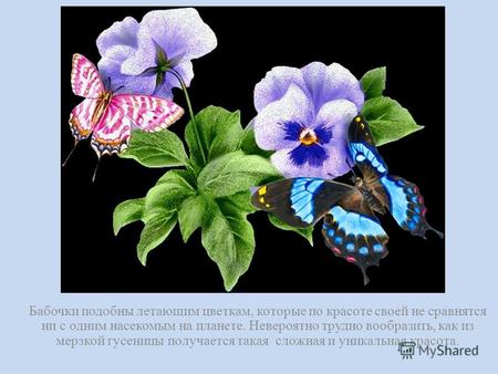 Бабочки подобны летающим цветкам, которые по красоте своей не сравнятся ни с одним насекомым на планете. Невероятно трудно вообразить, как из мерзкой гусеницы.