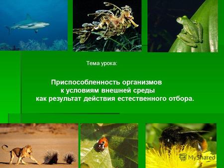 Тема урока: Приспособленность организмов к условиям внешней среды как результат действия естественного отбора.