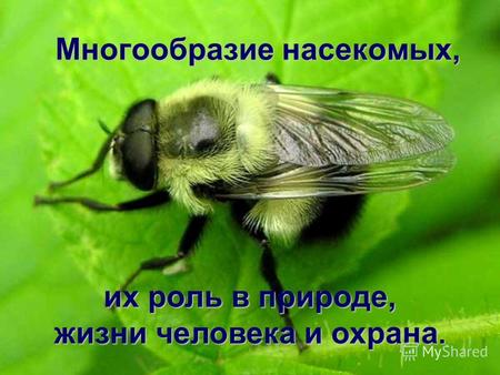 Многообразие насекомых, Многообразие насекомых, их роль в природе, жизни человека и охрана.