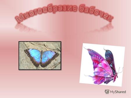 Бабочки отряд насекомых с полным превращением, наиболее характерная особенность представителей которого наличие густого покрова чешуек на передних и задних.