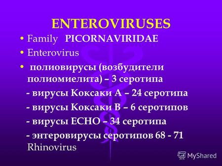 ENTEROVIRUSES Family PICORNAVIRIDAE Enterovirus полиовирусы (возбудители полиомиелита) – 3 серотипа - вирусы Коксаки А – 24 серотипа - вирусы Коксаки В.