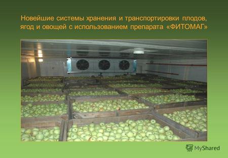 Новейшие системы хранения и транспортировки плодов, ягод и овощей с использованием препарата «ФИТОМАГ»