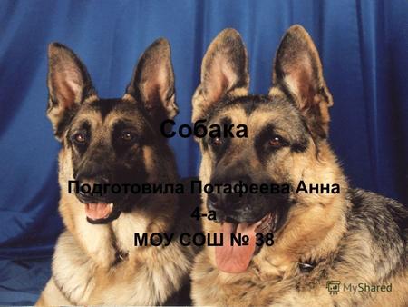 Собака Подготовила Потафеева Анна 4-а МОУ СОШ 38.