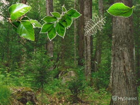 Лист - - это вегетативный орган растения, занимающий боковое положение на стебле и выполняющий функции: фотосинтеза, дыхания и транспирации (испарения).