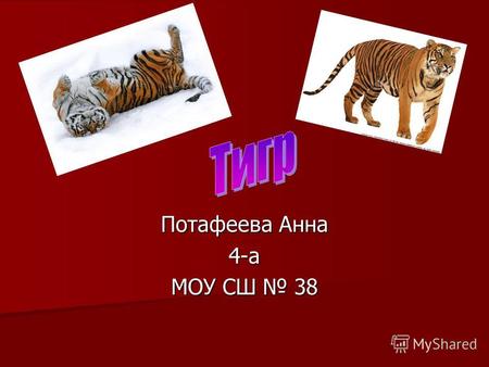 Потафеева Анна 4-а МОУ СШ 38. Тигр (лат. Panthera tigris) вид хищных млекопитающих семейства кошачьих, один из четырёх представителей рода пантера (лат.