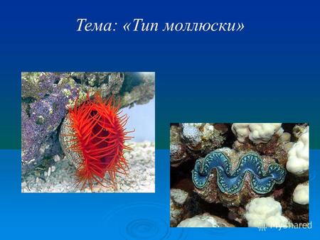 Тема: «Тип моллюски». Тип Моллюски или Мягкотелые Моллюски – от латинского слова «molluskus», что в переводе означает – мягкий.