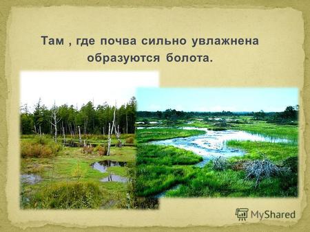 Там, где почва сильно увлажнена образуются болота.