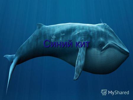 Синий кит Вес синего кита – до 150 тонн В два раза превышает вес самого крупного динозавра и в тридцать раз тяжелее американского слона.