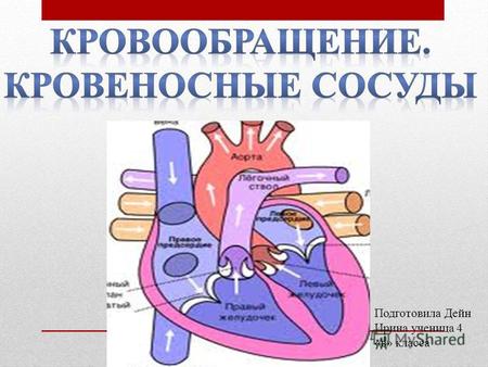 Подготовила Дейн Ирина ученица 4 «в» класса. сердце кровеносные сосуды Сердечно – сосудистая система артерии вены капилляры.