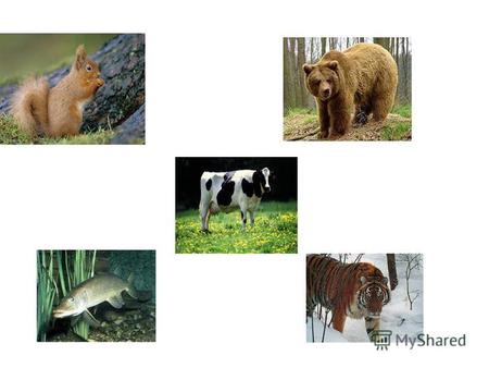 Тема урока: «Звери - млекопитающие» ЗАДАЧИ УРОКА: * Узнаем,как называются звери,где живут, чем питаются. * Выделим их главные признаки.