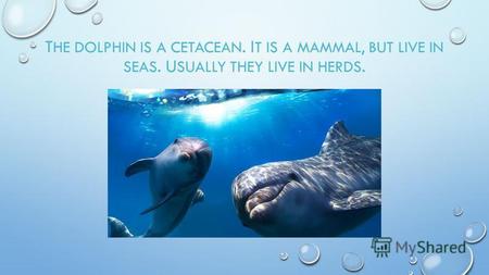 T HE DOLPHIN IS A CETACEAN. I T IS A MAMMAL, BUT LIVE IN SEAS. U SUALLY THEY LIVE IN HERDS.