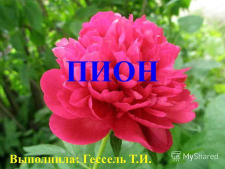 ПИОН Выполнила: Гессель Т.И.. В Древней Греции этот цветок считался символом долголетия. Родовое название цветка образовано от греческого слова - целительный,
