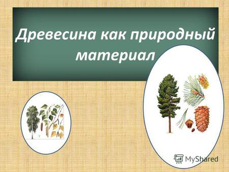 Древесина как природный материал. Основные части дерева: Ствол -1 Корень -2 Сучья -3 Листья (хвоя) -4.