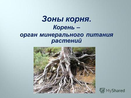 Зоны корня. Корень – орган минерального питания растений.