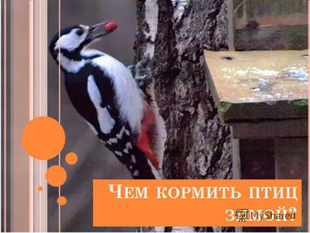 В Пермском крае зимуют около 50 видов оседлых птиц и 3 вида перелетных, прилетающих с севера Большинство зимующих птиц проводят время в лесах. Там они.