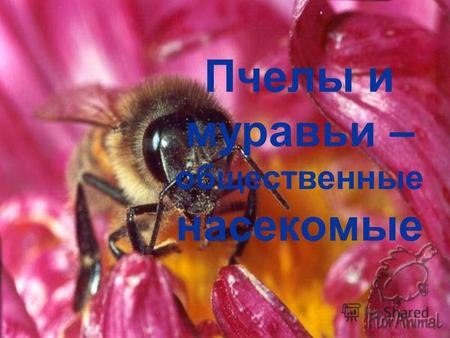 Пчелы и муравьи – общественные насекомые. Пчелы Класс Насекомые Отряд Перепончатокрылые Надсемейство Пчелиные Вид Пчела медоносная (домашняя)