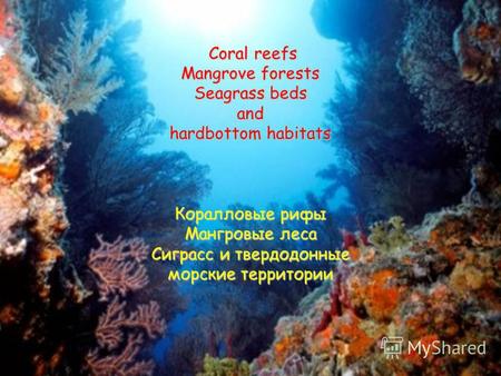 Coral reefs Mangrove forests Seagrass beds and hardbottom habitats Коралловые рифы Мангровые леса Сиграсс и твердодонные морские территории.