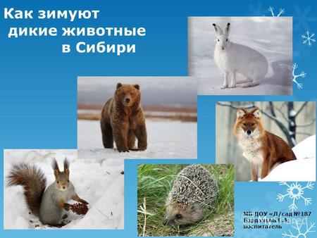Как зимуют дикие животные в Сибири МБ ДОУ «Д/сад 187 Бардакова Е.А. воспитатель.