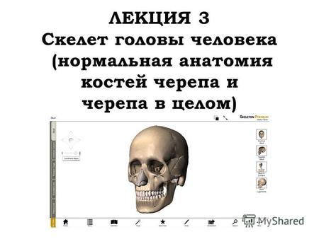 ЛЕКЦИЯ 3 Скелет головы человека (нормальная анатомия костей черепа и черепа в целом)