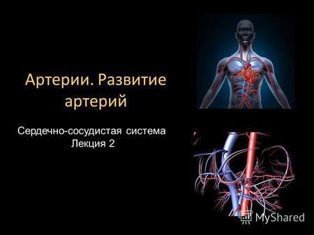 Сердечно-сосудистая система Лекция 2 Артерии. Развитие артерий.