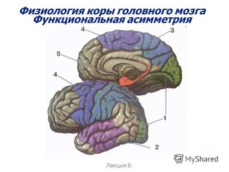 Физиология коры головного мозга Функциональная асимметрия Лекция 9.